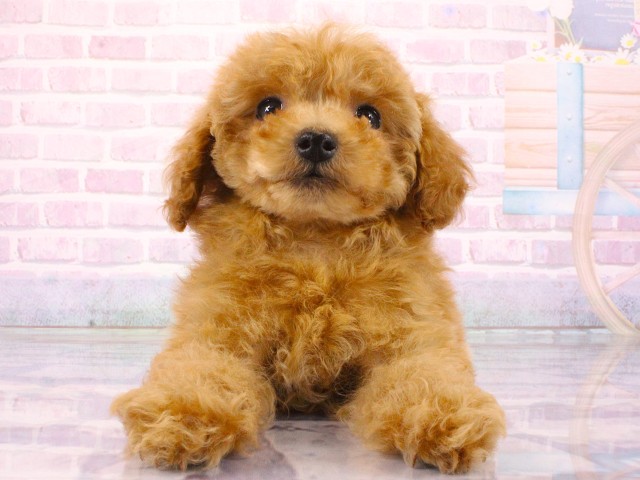兵庫県のトイプードル(トイ) (Coo&RIKU神戸垂水店/2026年3月18日生まれ/男の子/レッド)の子犬の1枚目の画像