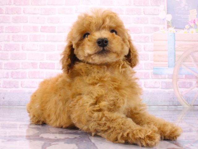 兵庫県のトイプードル(トイ) (Coo&RIKU神戸垂水店/2026年3月18日生まれ/男の子/レッド)の子犬の2枚目の画像