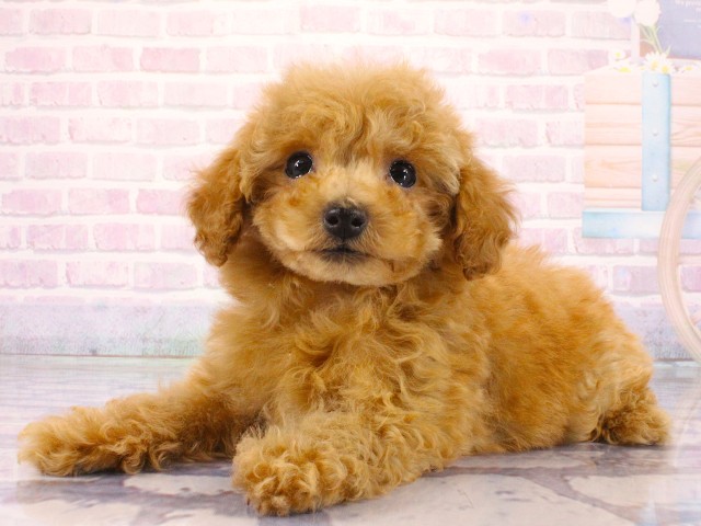兵庫県のトイプードル(トイ) (Coo&RIKU神戸垂水店/2026年3月18日生まれ/男の子/レッド)の子犬の3枚目の画像