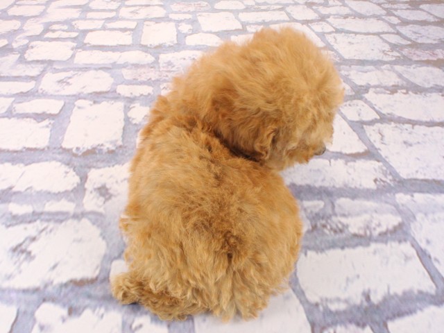 兵庫県のトイプードル(トイ) (Coo&RIKU神戸垂水店/2026年3月18日生まれ/男の子/レッド)の子犬の4枚目の画像
