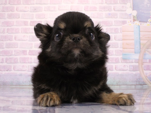 大阪府のチワワ(ロング) (Coo&RIKU天王寺店/2026年3月17日生まれ/男の子/ブラックタン)の子犬の1枚目の画像