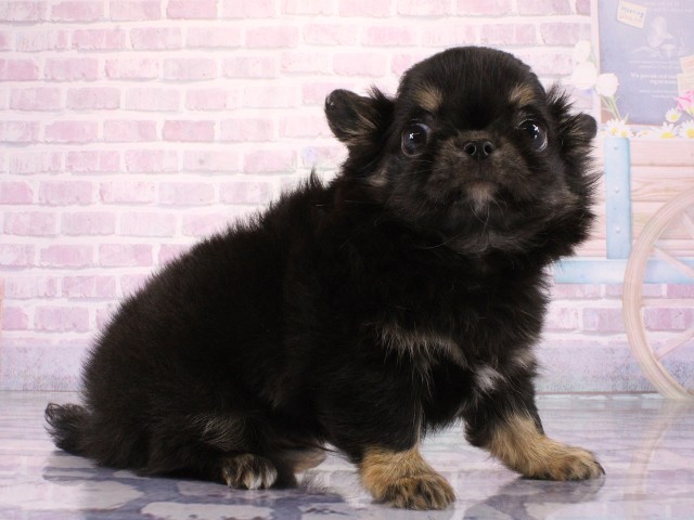 大阪府のチワワ(ロング) (Coo&RIKU天王寺店/2026年3月17日生まれ/男の子/ブラックタン)の子犬の2枚目の画像