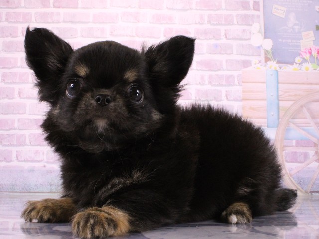 大阪府のチワワ(ロング) (Coo&RIKU天王寺店/2026年3月17日生まれ/男の子/ブラックタン)の子犬の3枚目の画像