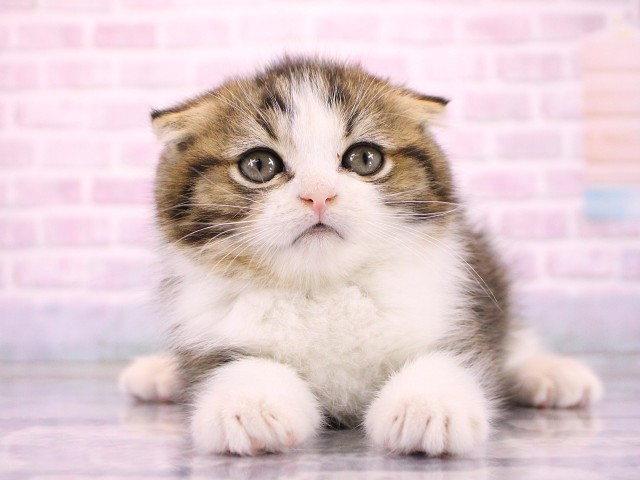 スコティッシュフォールド