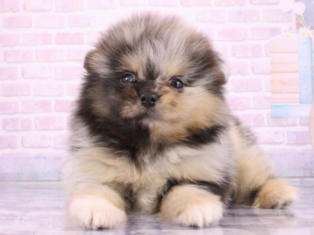 大阪府のポメラニアン (Coo&RIKU枚方店/2026年3月20日生まれ/男の子/ブルーマール)の子犬