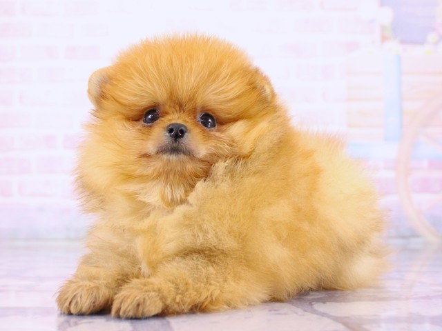 大阪府のポメラニアン (Coo&RIKU松原店/2026年3月21日生まれ/男の子/オレンジ)の子犬の3枚目の画像