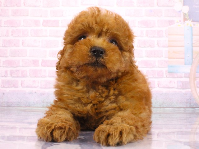兵庫県のトイプードル(トイ) (Coo&RIKU三木店/2026年3月22日生まれ/男の子/レッドフォーン)の子犬の1枚目の画像
