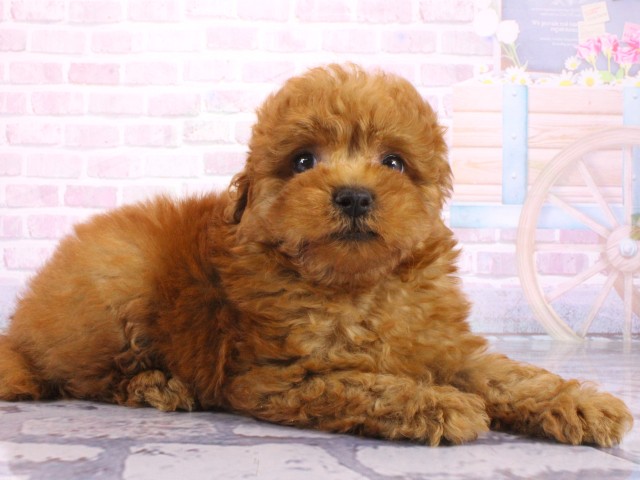 兵庫県のトイプードル(トイ) (Coo&RIKU三木店/2026年3月22日生まれ/男の子/レッドフォーン)の子犬の2枚目の画像