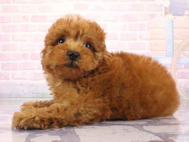 兵庫県のトイプードル(トイ) (Coo&RIKU三木店/2026年3月22日生まれ/男の子/レッドフォーン)の子犬の3枚目の画像