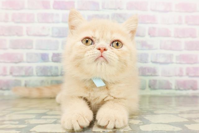 北海道のエキゾチック (Coo&RIKU北見店/2026年3月12日生まれ/男の子/クリームタビー)の子猫の1枚目の画像