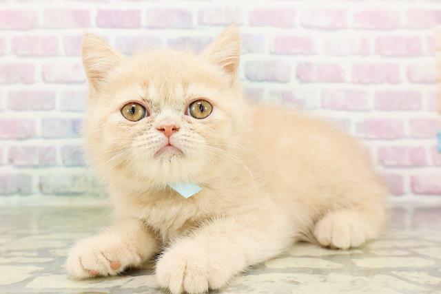 北海道のエキゾチック (Coo&RIKU北見店/2026年3月12日生まれ/男の子/クリームタビー)の子猫の2枚目の画像
