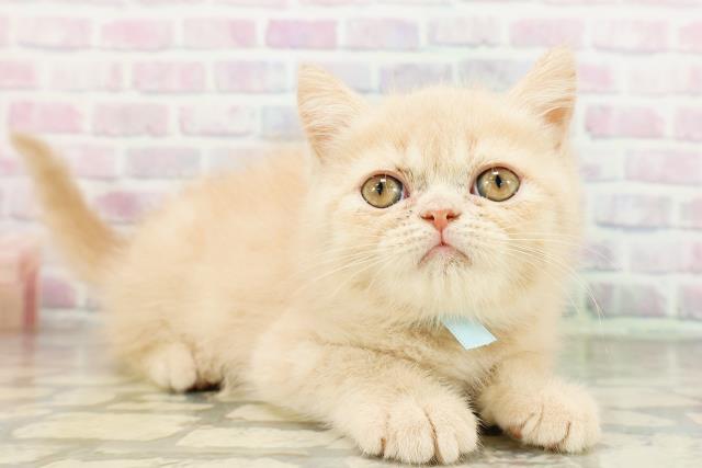北海道のエキゾチック (Coo&RIKU北見店/2026年3月12日生まれ/男の子/クリームタビー)の子猫の3枚目の画像