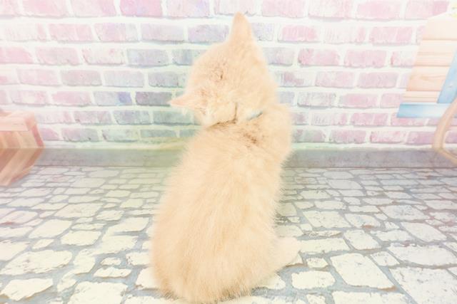 北海道のエキゾチック (Coo&RIKU北見店/2026年3月12日生まれ/男の子/クリームタビー)の子猫の4枚目の画像