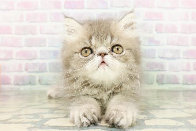 北海道のエキゾチック (Coo&RIKU函館店/2026年3月12日生まれ/男の子/ブルータビー)の子猫の1枚目の画像