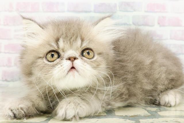 北海道のエキゾチック (Coo&RIKU函館店/2026年3月12日生まれ/男の子/ブルータビー)の子猫の2枚目の画像