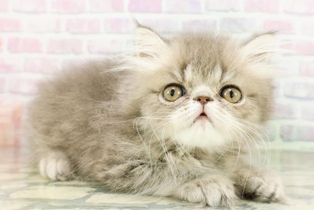 北海道のエキゾチック (Coo&RIKU函館店/2026年3月12日生まれ/男の子/ブルータビー)の子猫の3枚目の画像