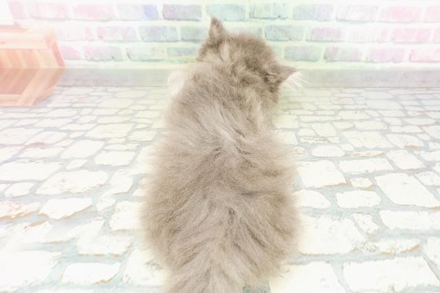 北海道のエキゾチック (Coo&RIKU函館店/2026年3月12日生まれ/男の子/ブルータビー)の子猫の4枚目の画像