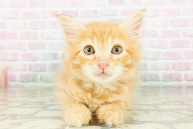 東京都のメインクーン (Coo&RIKU大久保店/2026年3月18日生まれ/男の子/レッドタビーホワイト)の子猫