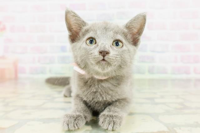 東京都のロシアンブルー (Coo&RIKU中野サンモール店/2026年3月22日生まれ/女の子/ブルー)の子猫