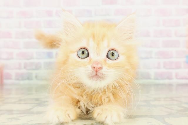 神奈川県のミヌエット (Coo&RIKU相模原店/2026年3月20日生まれ/男の子/レッドタビー)の子猫の1枚目の画像