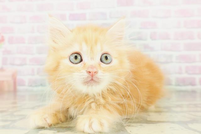 神奈川県のミヌエット (Coo&RIKU相模原店/2026年3月20日生まれ/男の子/レッドタビー)の子猫の2枚目の画像