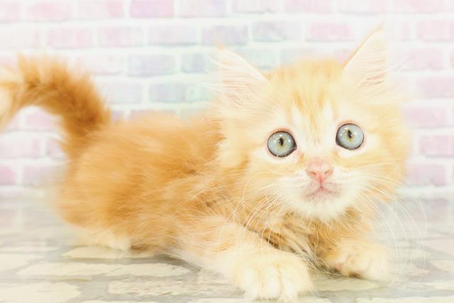 神奈川県のミヌエット (Coo&RIKU相模原店/2026年3月20日生まれ/男の子/レッドタビー)の子猫の3枚目の画像