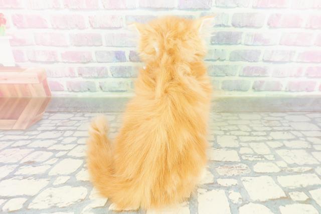 神奈川県のミヌエット (Coo&RIKU相模原店/2026年3月20日生まれ/男の子/レッドタビー)の子猫の4枚目の画像