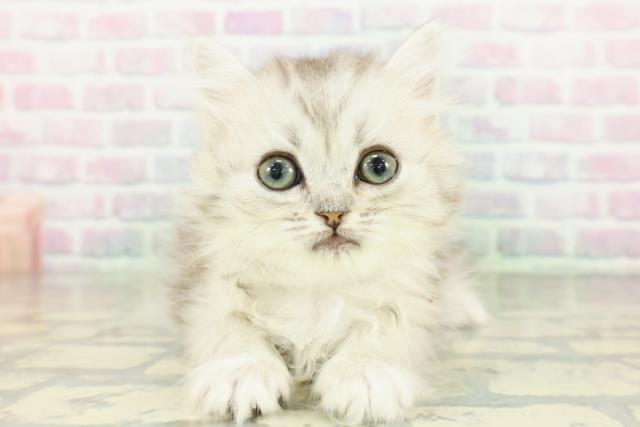 栃木県のミヌエット (Coo&RIKU宇都宮店/2026年3月12日生まれ/男の子/シルバータビー)の子猫の1枚目の画像