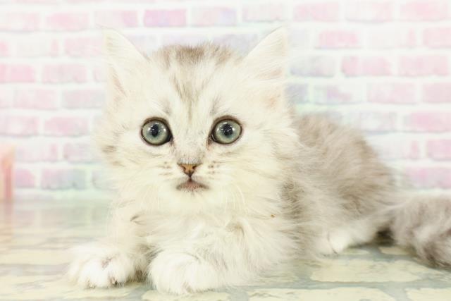 栃木県のミヌエット (Coo&RIKU宇都宮店/2026年3月12日生まれ/男の子/シルバータビー)の子猫の2枚目の画像