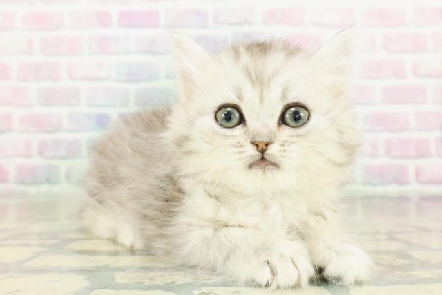 栃木県のミヌエット (Coo&RIKU宇都宮店/2026年3月12日生まれ/男の子/シルバータビー)の子猫の3枚目の画像