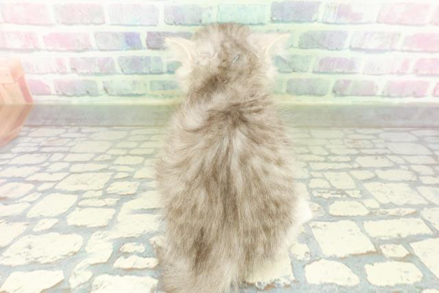 栃木県のミヌエット (Coo&RIKU宇都宮店/2026年3月12日生まれ/男の子/シルバータビー)の子猫の4枚目の画像