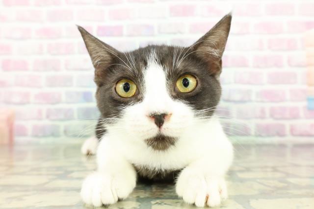石川県のマンチカン (Coo&RIKU金沢店/2025年12月24日生まれ/男の子/ブラックホワイト)の子猫の1枚目の画像