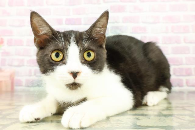 石川県のマンチカン (Coo&RIKU金沢店/2025年12月24日生まれ/男の子/ブラックホワイト)の子猫の2枚目の画像