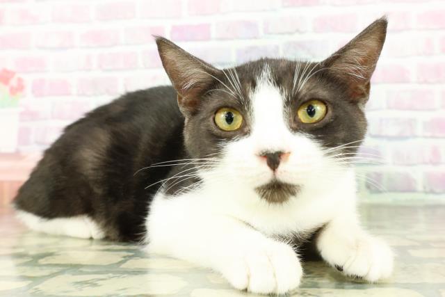 石川県のマンチカン (Coo&RIKU金沢店/2025年12月24日生まれ/男の子/ブラックホワイト)の子猫の3枚目の画像