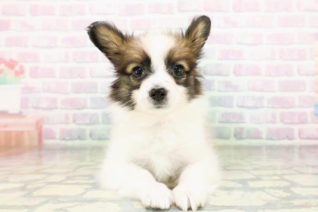 神奈川県のパピヨン (Coo&RIKU横浜旭店/2026年3月19日生まれ/女の子/ホワイトブラウン)の子犬の1枚目の画像
