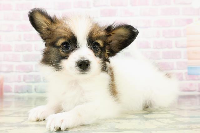 神奈川県のパピヨン (Coo&RIKU横浜旭店/2026年3月19日生まれ/女の子/ホワイトブラウン)の子犬の2枚目の画像
