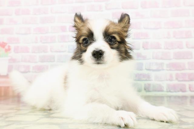 神奈川県のパピヨン (Coo&RIKU横浜旭店/2026年3月19日生まれ/女の子/ホワイトブラウン)の子犬の3枚目の画像