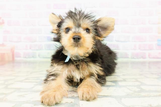 北海道のヨークシャーテリア (Coo&RIKU札幌東店/2026年3月19日生まれ/男の子/スチールブルータン)の子犬の1枚目の画像