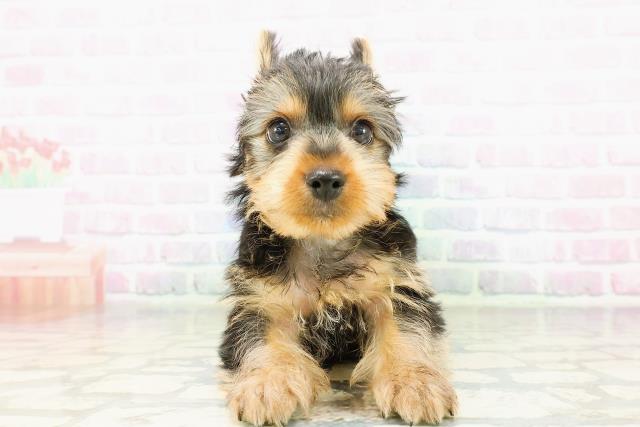 栃木県のヨークシャーテリア (Coo&RIKU足利店/2026年3月19日生まれ/男の子/スチールブルータン)の子犬の1枚目の画像