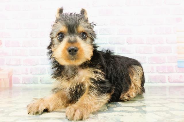 栃木県のヨークシャーテリア (Coo&RIKU足利店/2026年3月19日生まれ/男の子/スチールブルータン)の子犬の2枚目の画像