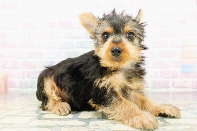 栃木県のヨークシャーテリア (Coo&RIKU足利店/2026年3月19日生まれ/男の子/スチールブルータン)の子犬の3枚目の画像