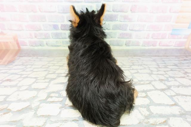 栃木県のヨークシャーテリア (Coo&RIKU足利店/2026年3月19日生まれ/男の子/スチールブルータン)の子犬の4枚目の画像