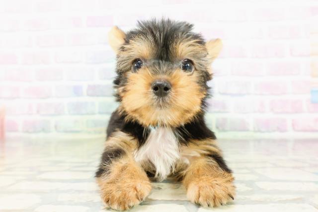 栃木県のヨークシャーテリア (Coo&RIKU小山店/2026年3月19日生まれ/男の子/スチールブルータン)の子犬の1枚目の画像