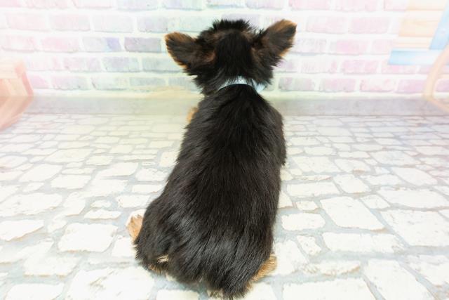 栃木県のヨークシャーテリア (Coo&RIKU小山店/2026年3月19日生まれ/男の子/スチールブルータン)の子犬の4枚目の画像