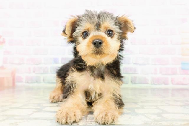 埼玉県のヨークシャーテリア (Coo&RIKU川越店/2026年3月19日生まれ/女の子/スチールブルータン)の子犬の1枚目の画像