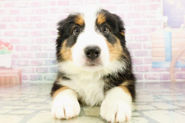 東京都のハーフ犬・ミックス犬 (Coo&RIKU江戸川店/2026年3月20日生まれ/男の子/ブラックラストホワイト)の子犬の1枚目の画像