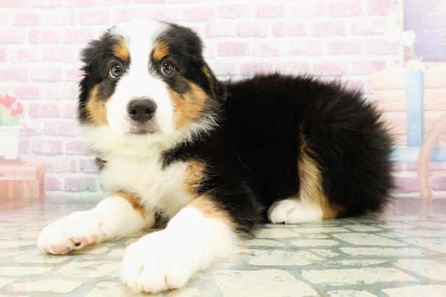 東京都のハーフ犬・ミックス犬 (Coo&RIKU江戸川店/2026年3月20日生まれ/男の子/ブラックラストホワイト)の子犬の2枚目の画像
