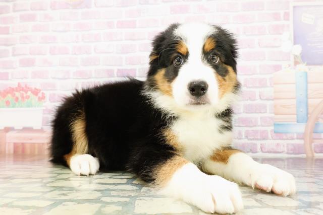 東京都のハーフ犬・ミックス犬 (Coo&RIKU江戸川店/2026年3月20日生まれ/男の子/ブラックラストホワイト)の子犬の3枚目の画像