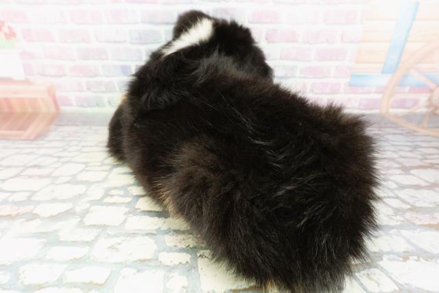 東京都のハーフ犬・ミックス犬 (Coo&RIKU江戸川店/2026年3月20日生まれ/男の子/ブラックラストホワイト)の子犬の4枚目の画像