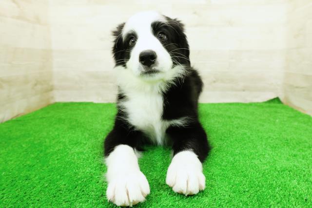埼玉県のハーフ犬・ミックス犬 (Coo&RIKU川越店/2026年3月20日生まれ/男の子/ブラックホワイト)の子犬の1枚目の画像